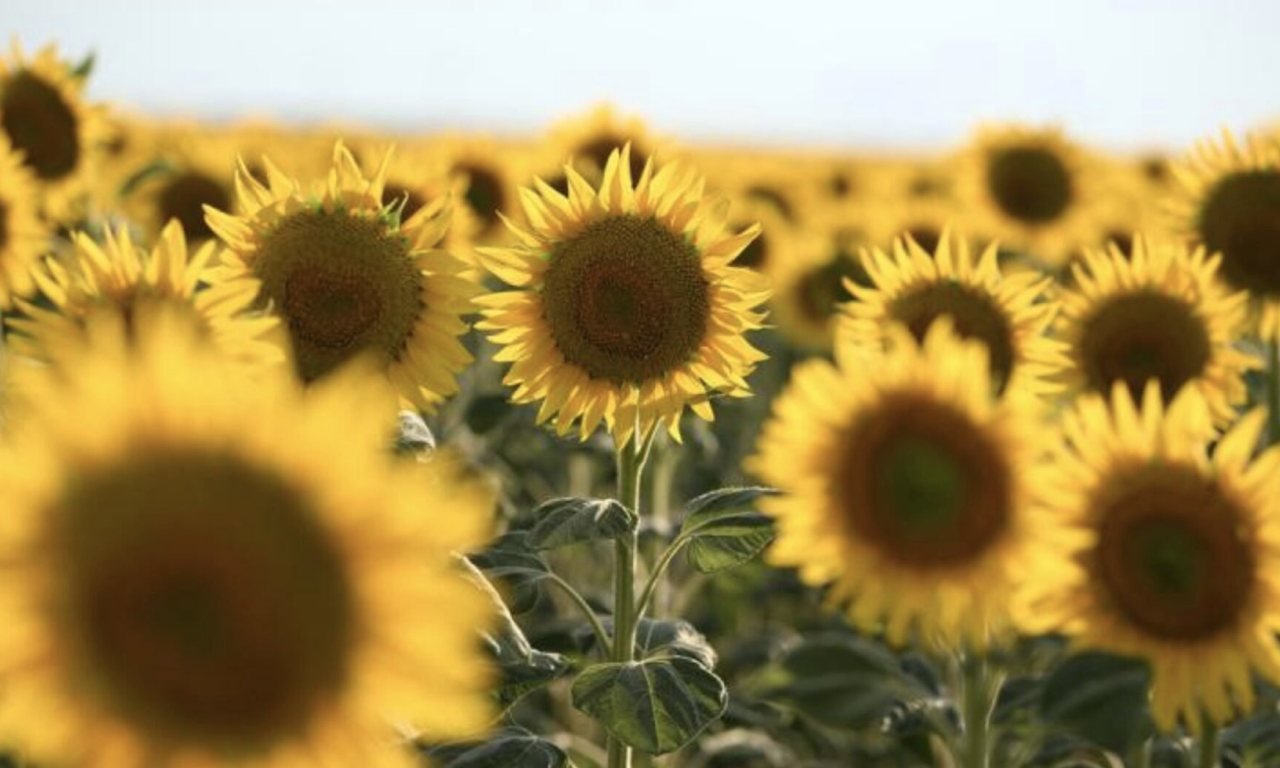 Satışa çıkarılan yağlık ayçiçeği ürünlerini temsil eden olgunlaşmış ayçiçeği tarlası