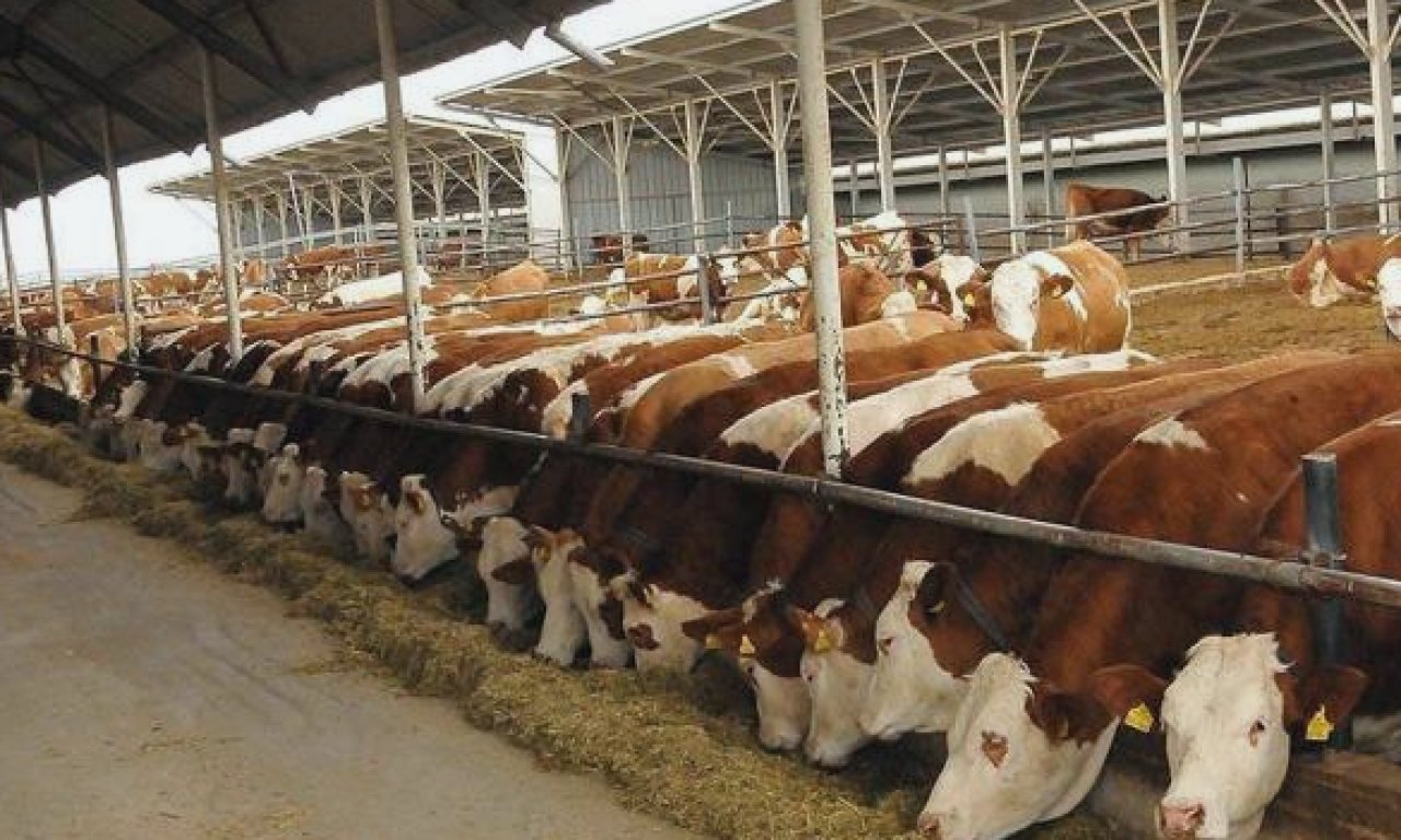 Gelecek yıl 480 bin baş erkek sığır ithal edilecek